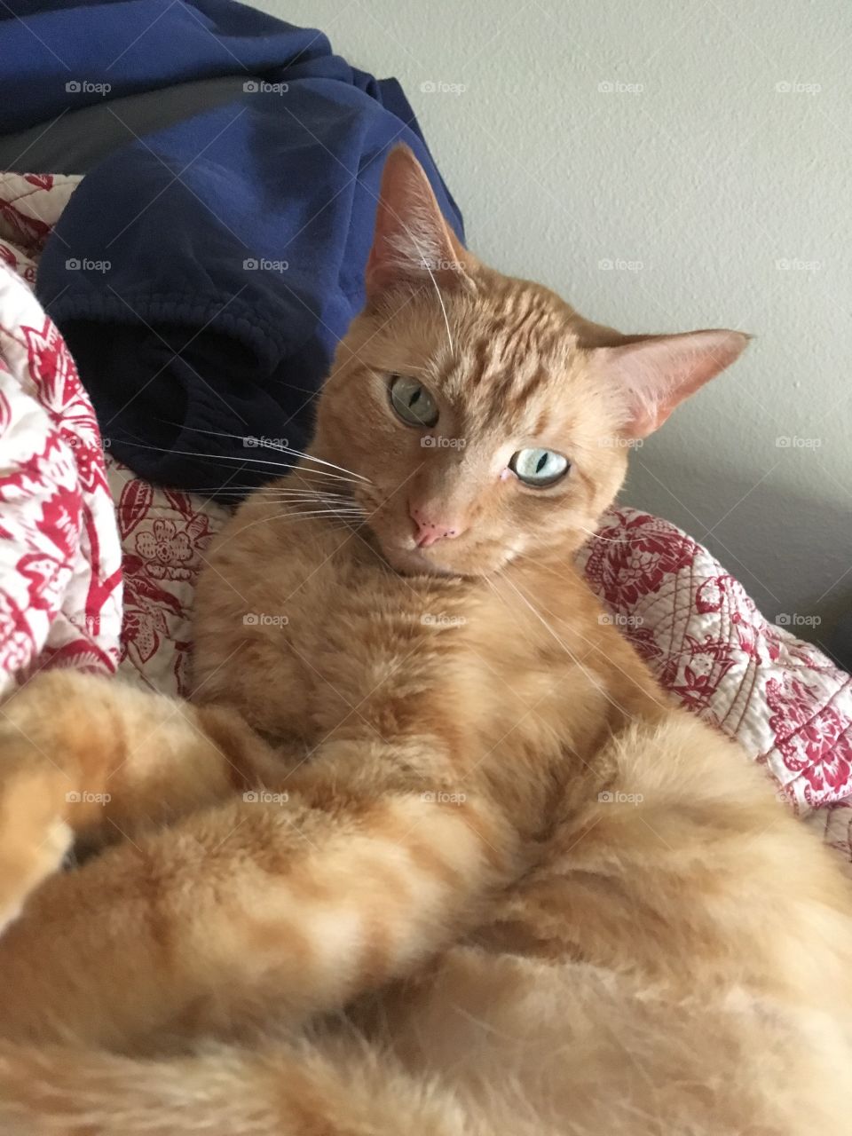 Ginger kitty laying in the blankets 