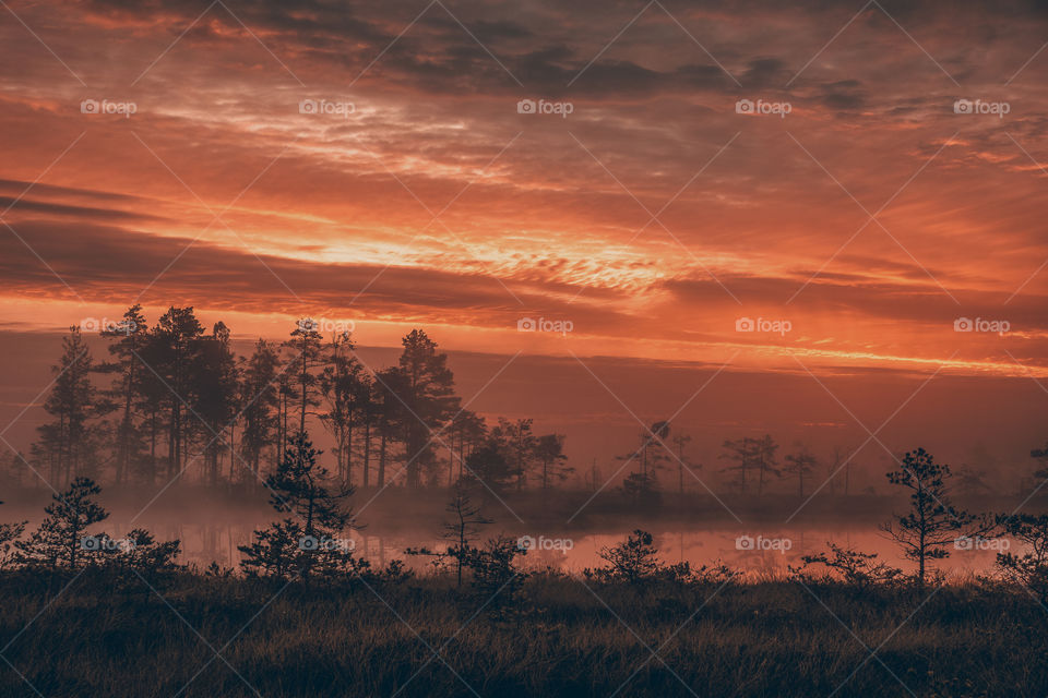 Pine. Swamp. Sunlight. Sunrise.