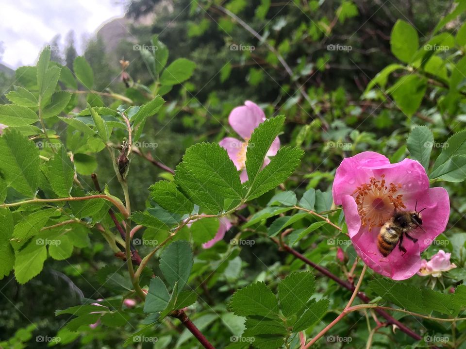 Bumble bee on a wild rose in the Mountains
