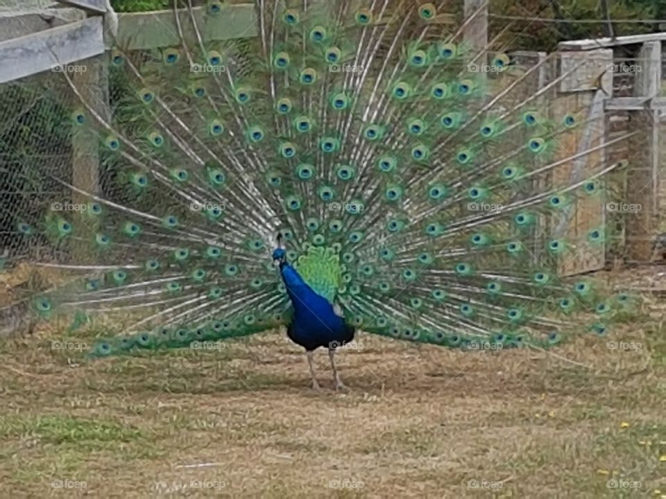 peacock getting a groove on