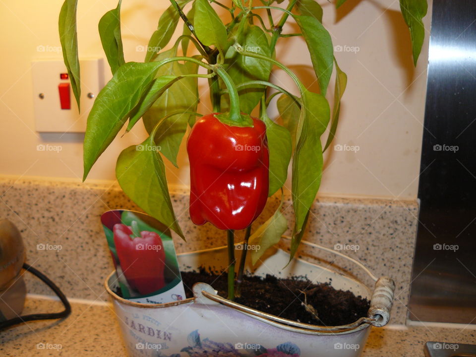 Shiny Red pepper growing in a plant pot with green leaves - indoor house plant home grown vegetables fresh food