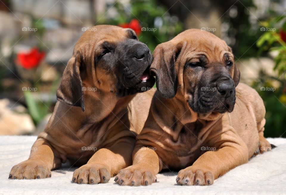 Puppies . Two puppies 
