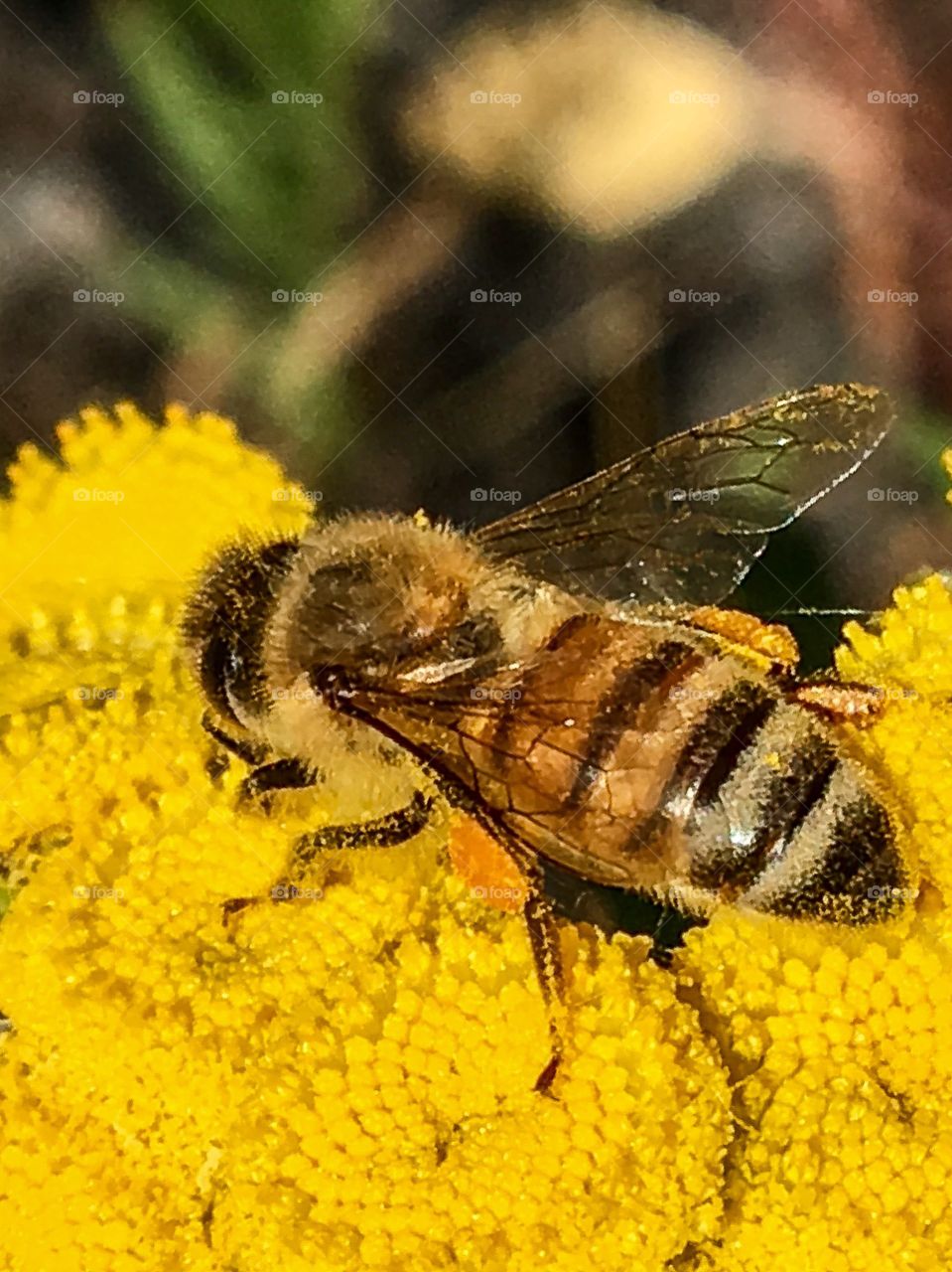 Honey Bee
