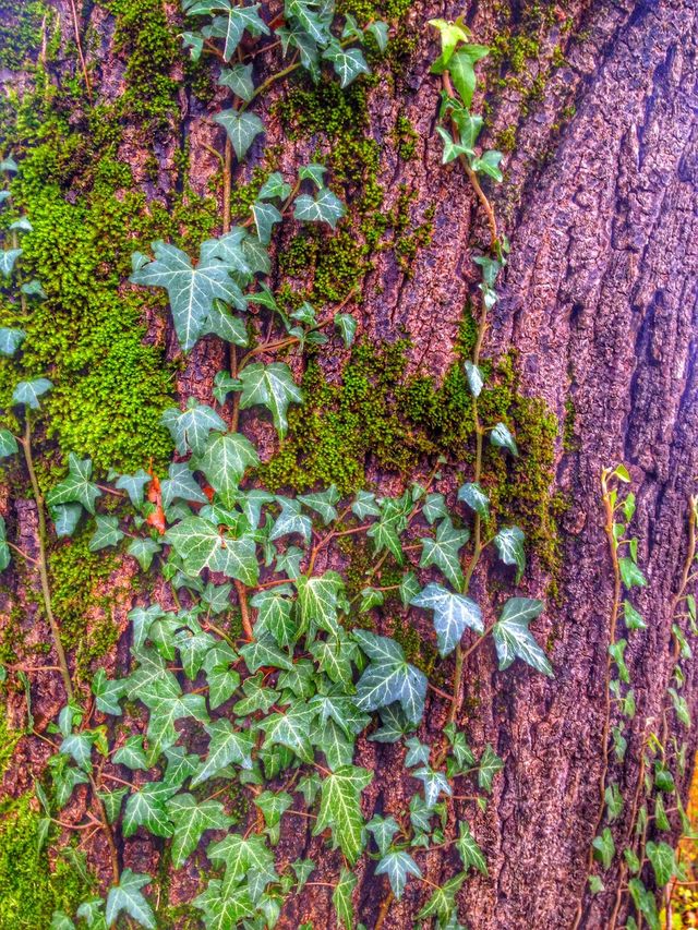 leaves