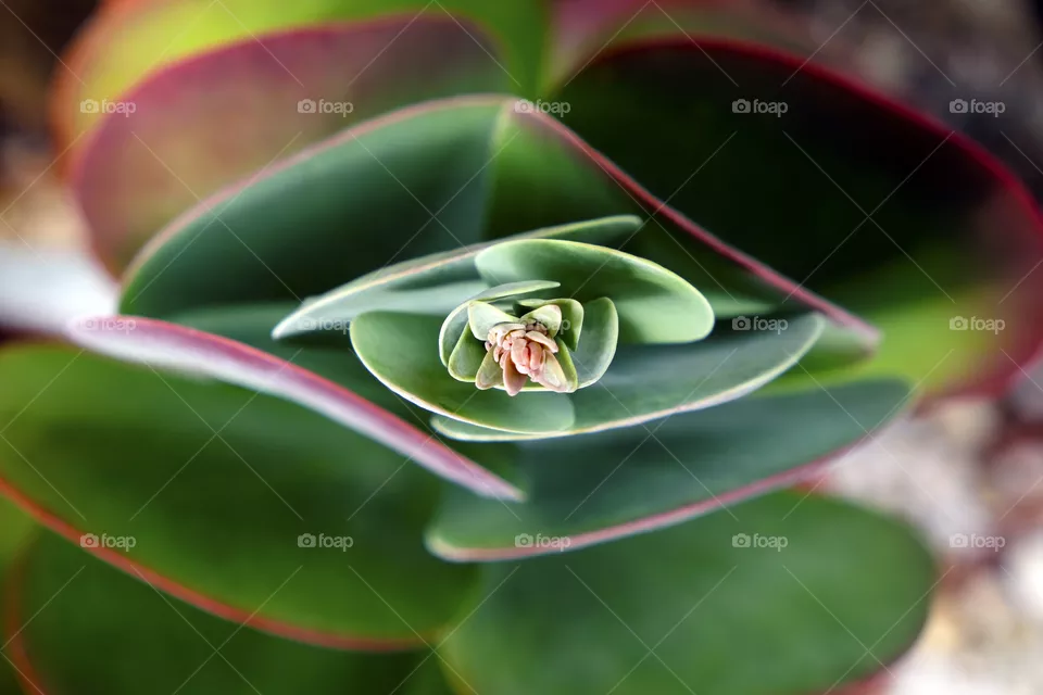Green cactus