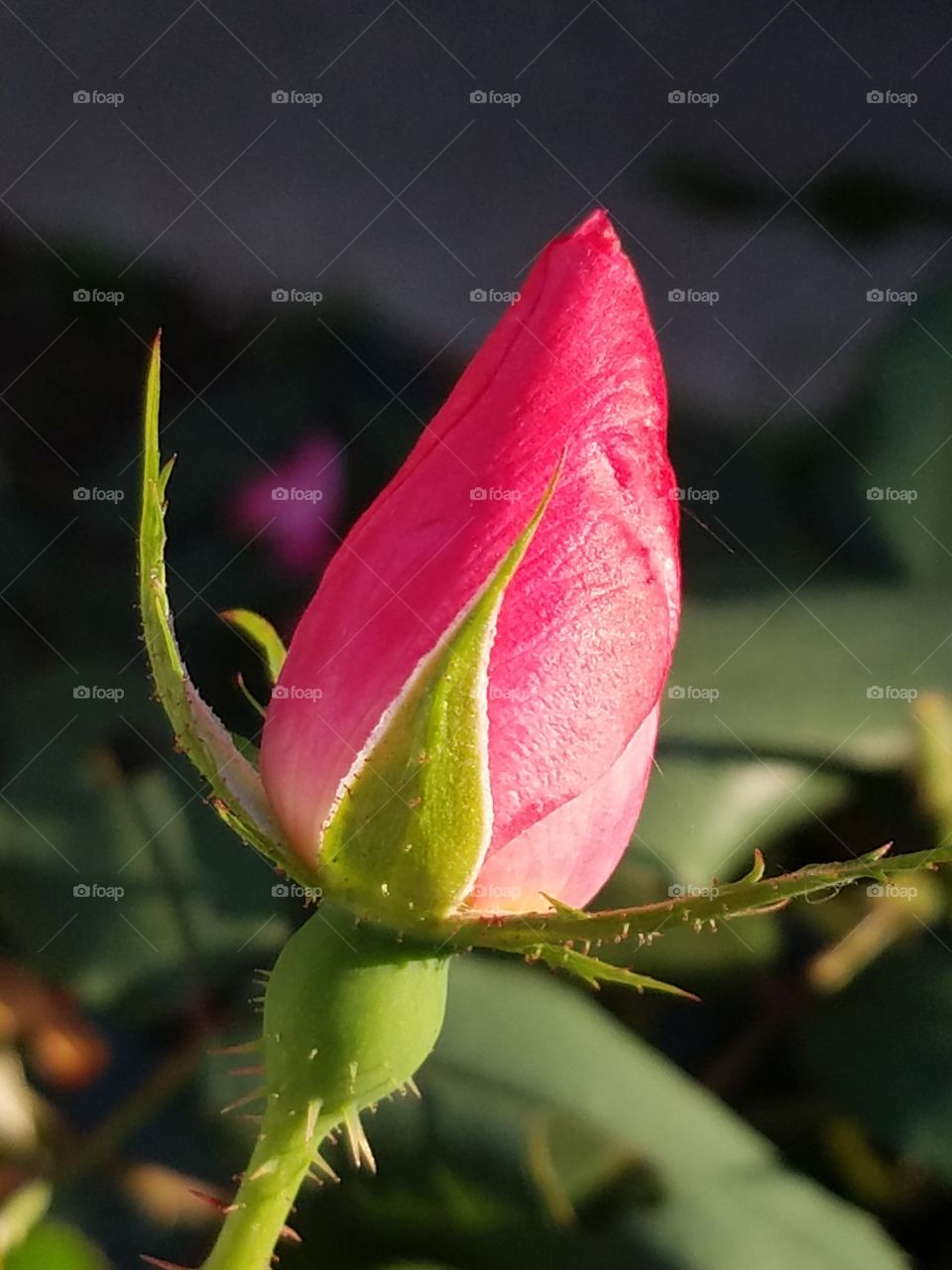 rose bud