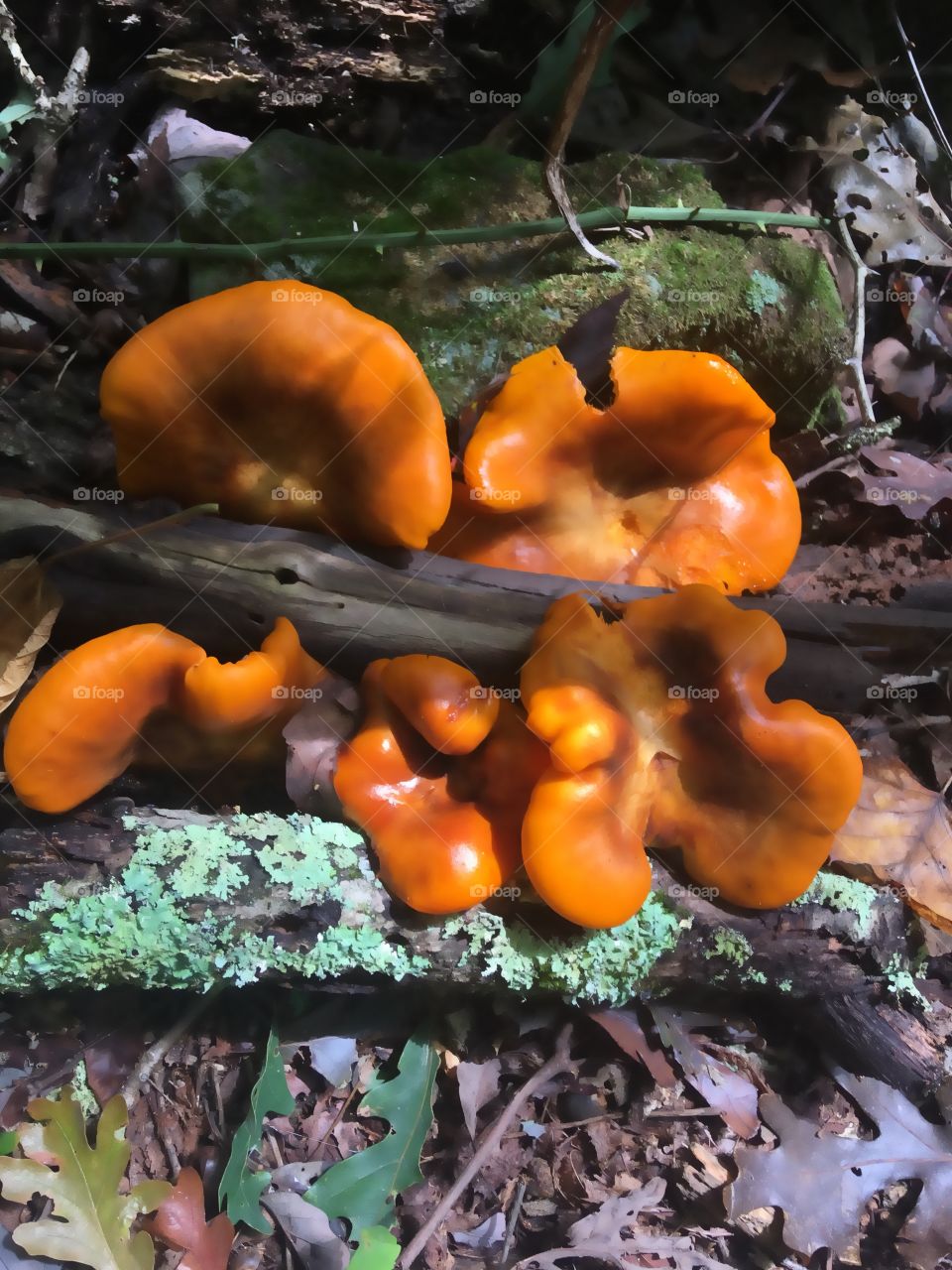 Fungus!
