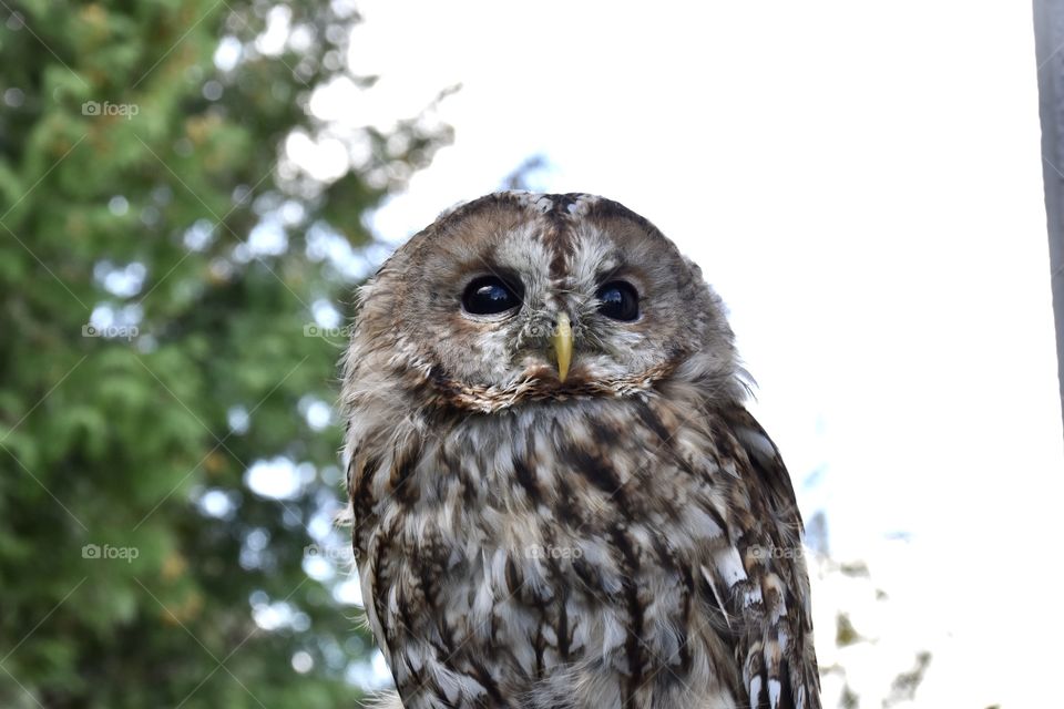 Screech owl close up