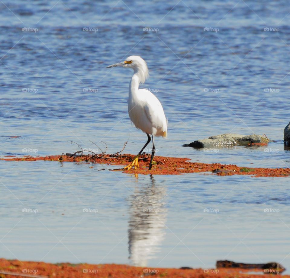 a white heron standing in the water fishing