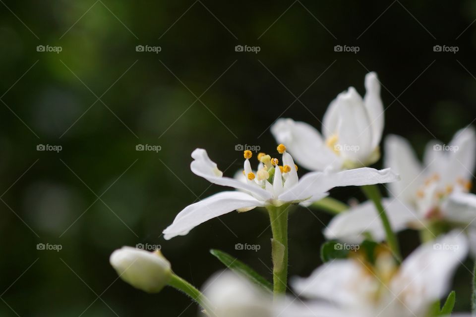 Little White Flower