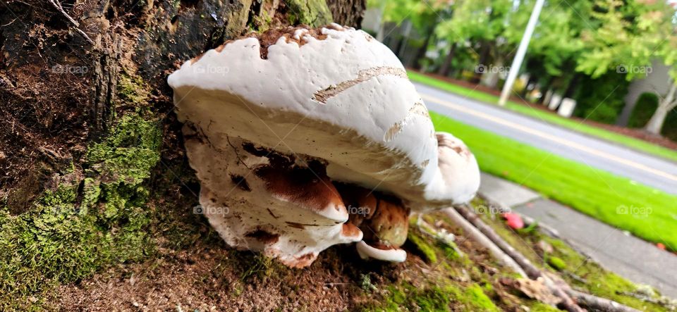 large layered fungal growth on the trunk of a tree in a suburban Oregon neighborhood