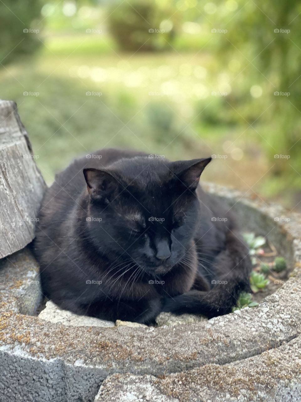 A Black cat looking tired and sleeping outside 