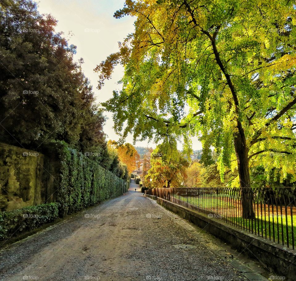 Garden path