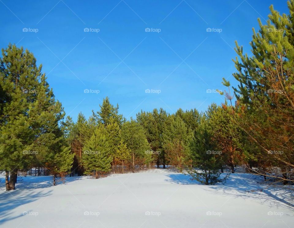 Winter forest. Pine forest in Russia at winter time