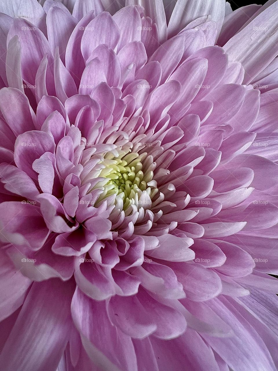 Blooming flower in the spotlight  