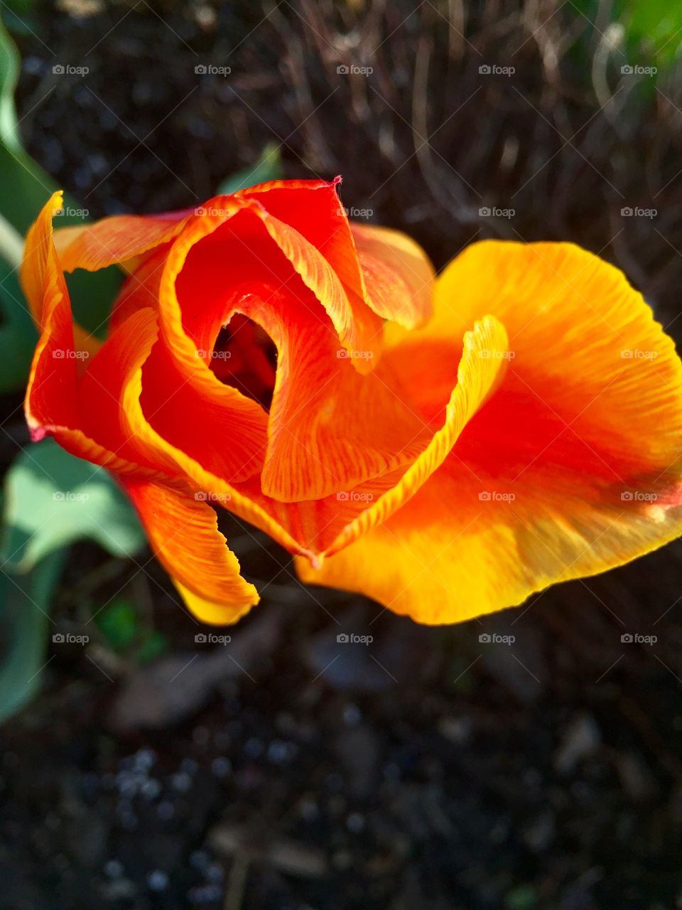 Spring tulips 