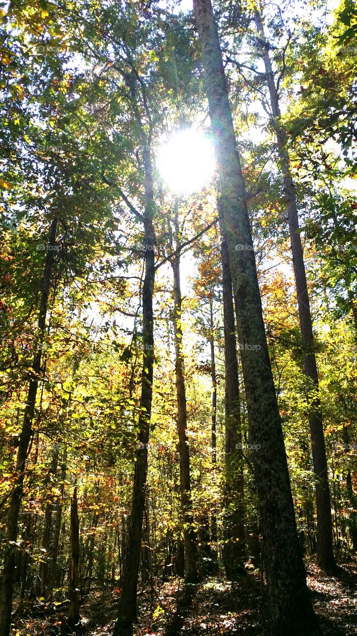 Sunshine in the trees. hiking at a state park, I took this photo of the sun through the trees