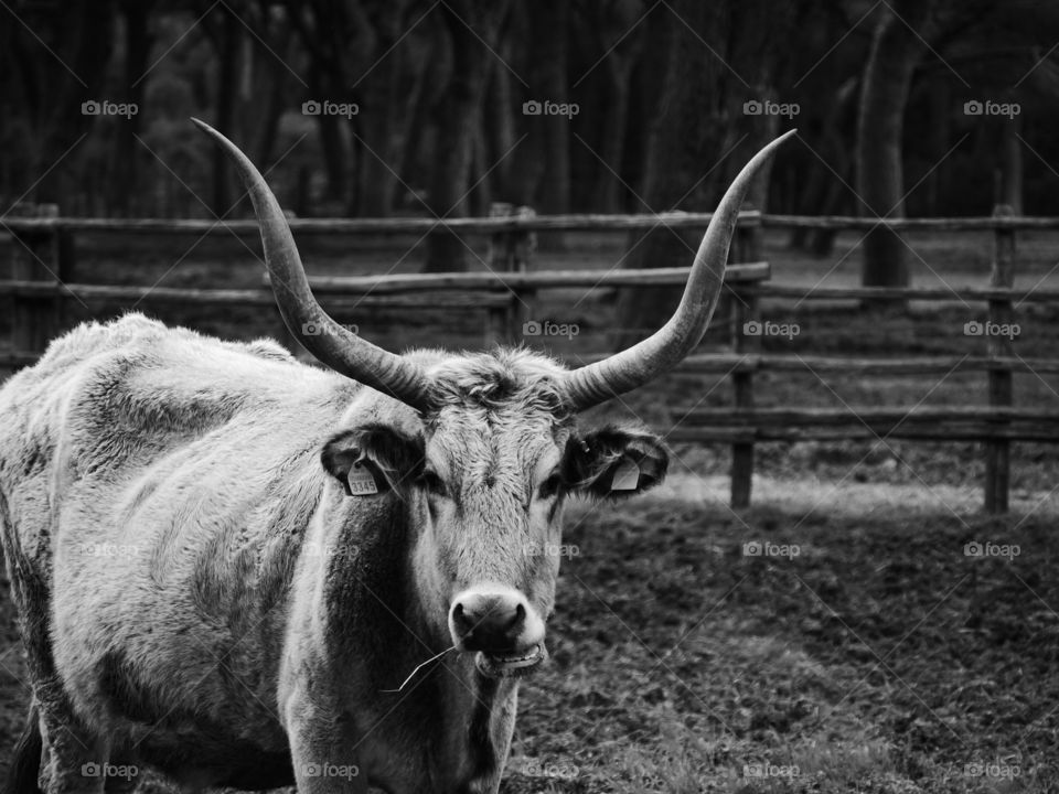 Taken at parco della Maremma, in Tuscany, Italy. 