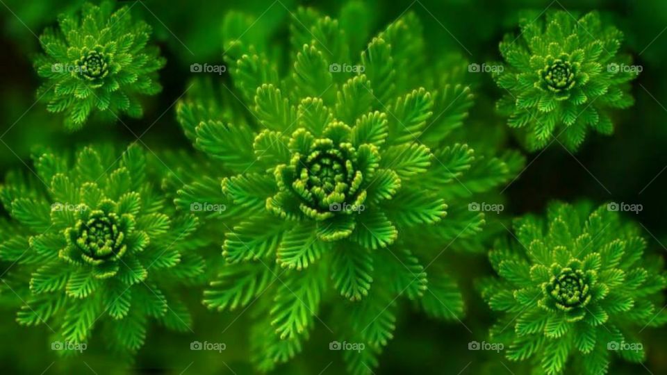 amazing closeup natural view, plant