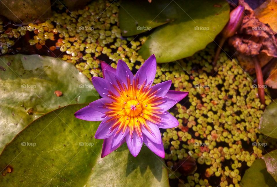 water lily