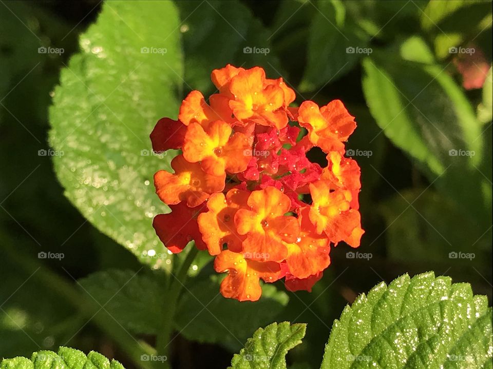 Lantana