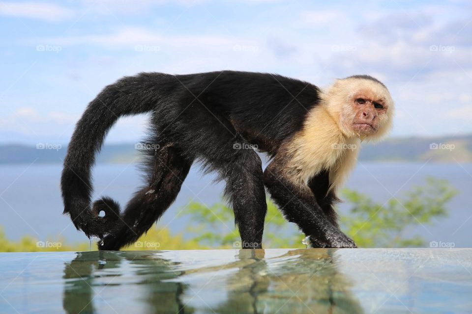 Pool monkey 3