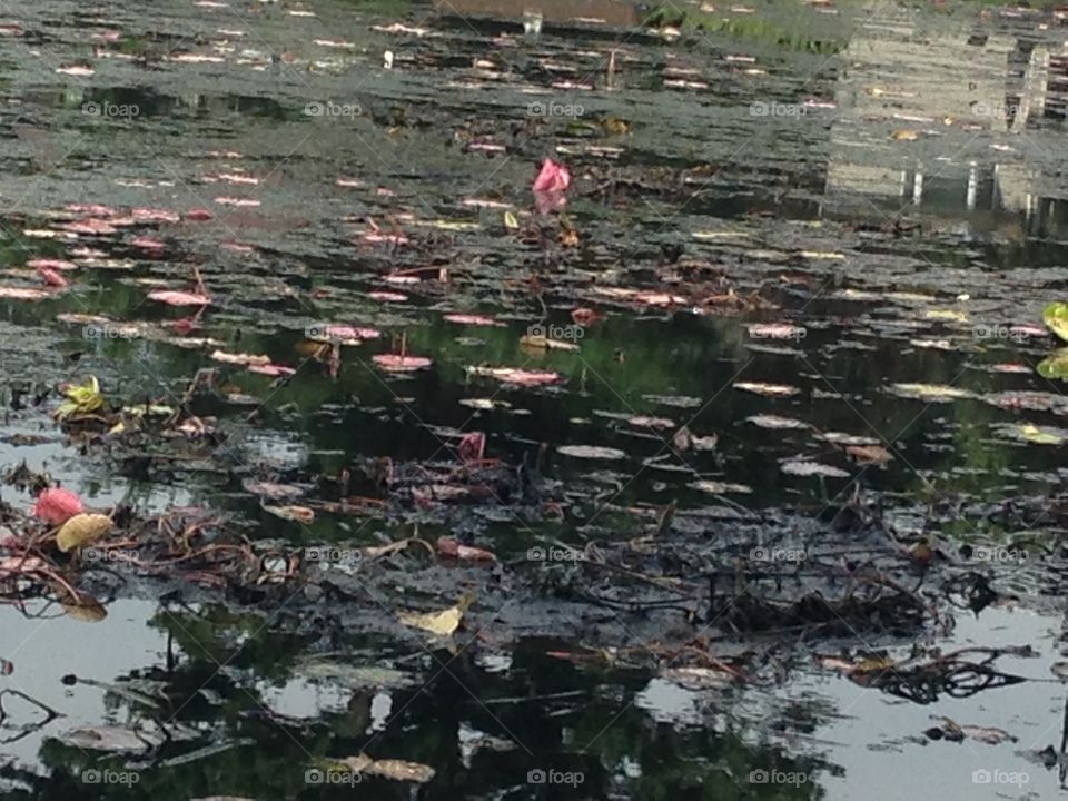 Pink water lilies in the Charles River