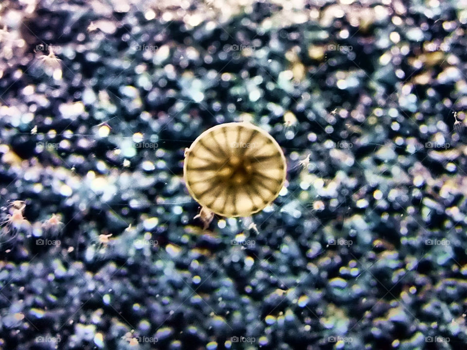 baby aquarium jellyfish by silkenjade
