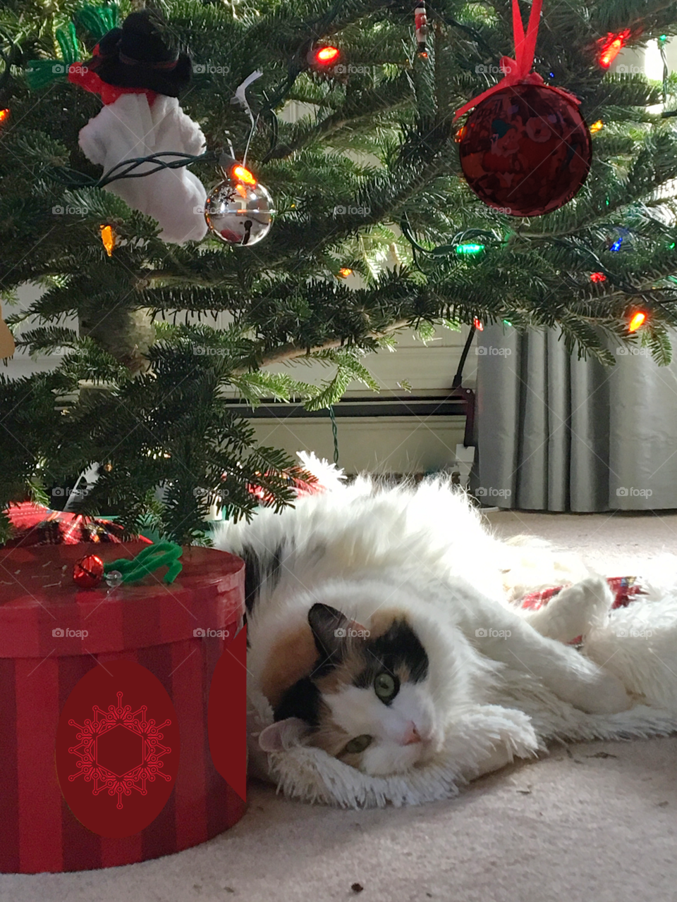 A fluffy calico cat lounges under a decorated Christmas tree next to a Red wrapped present