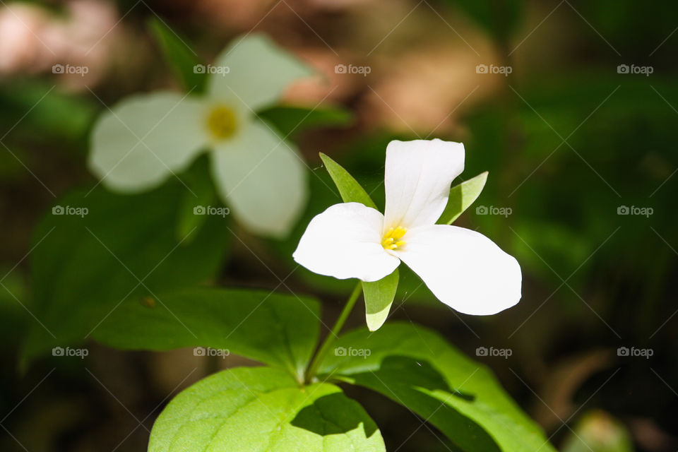 While trillium in bloom