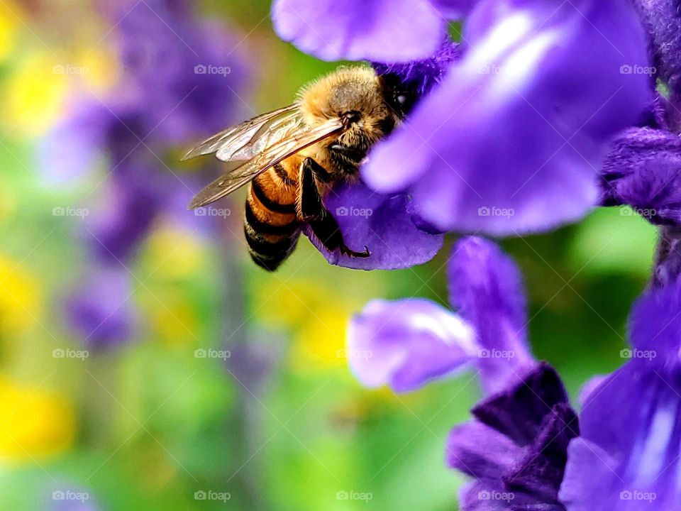 Yellow and purple complimentary color flowers being pollinated by a single bee.