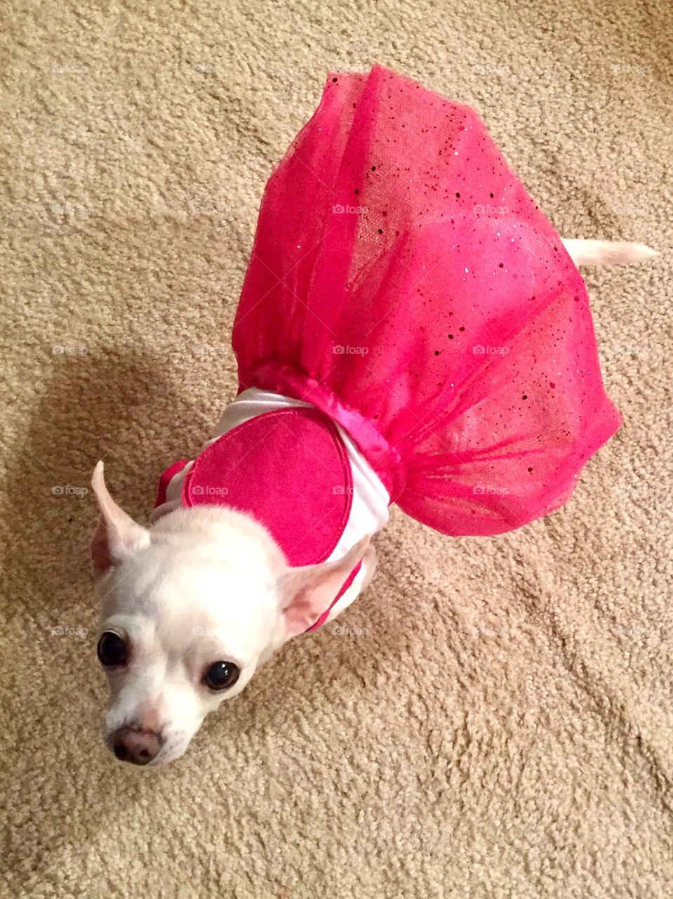 Just a fun pic of my Lola in her Valentines Day Dress.  She is a rescue who was left outside for eight years but loves playing dress up now. 