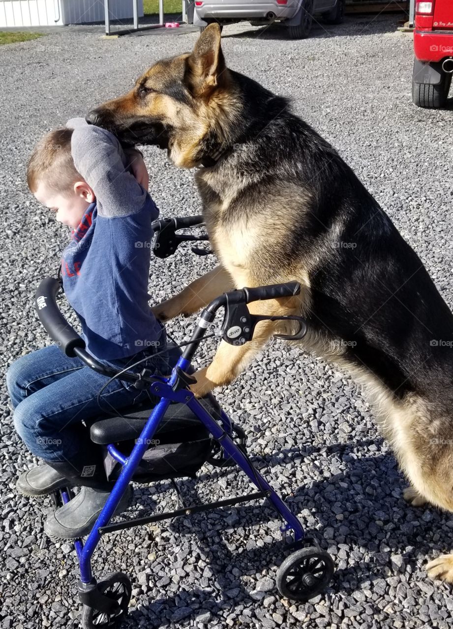 dog pushing little boy with a walker