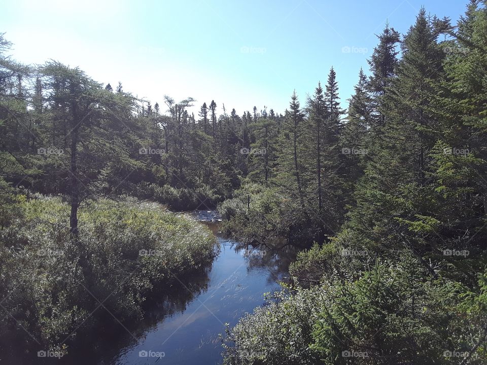 River running through forest in summer