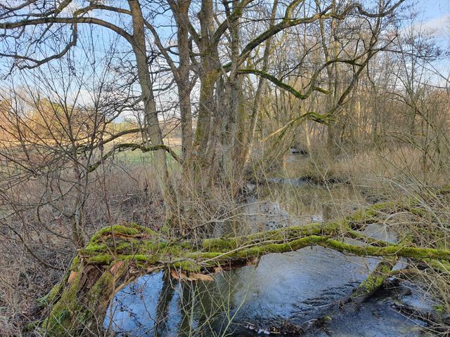 Auenlandschaft