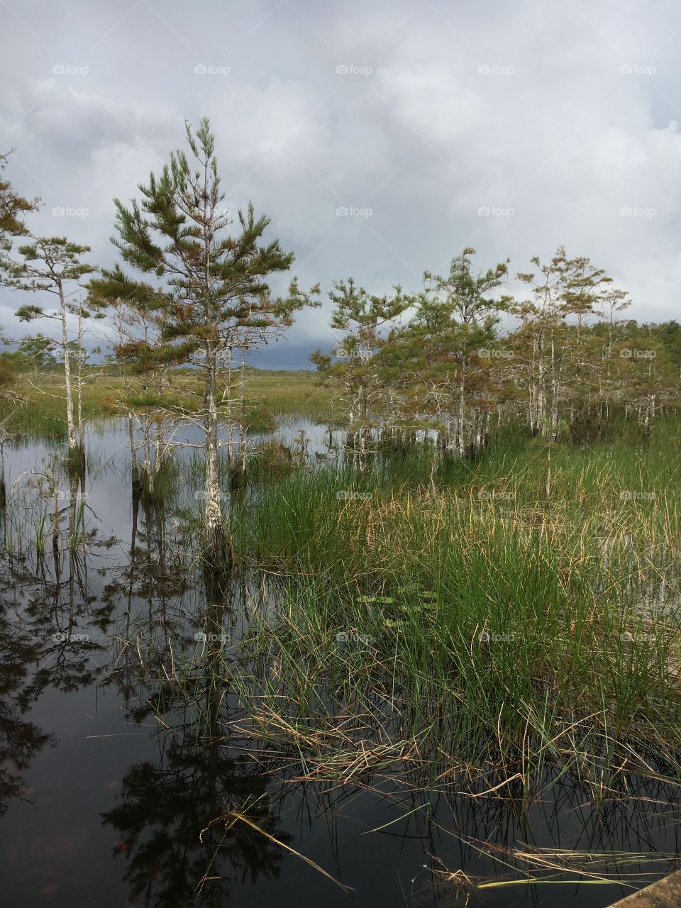 River of grass preserve