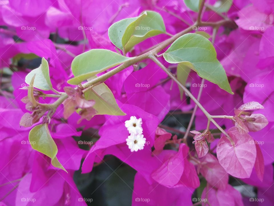 Bougainvillea flowers