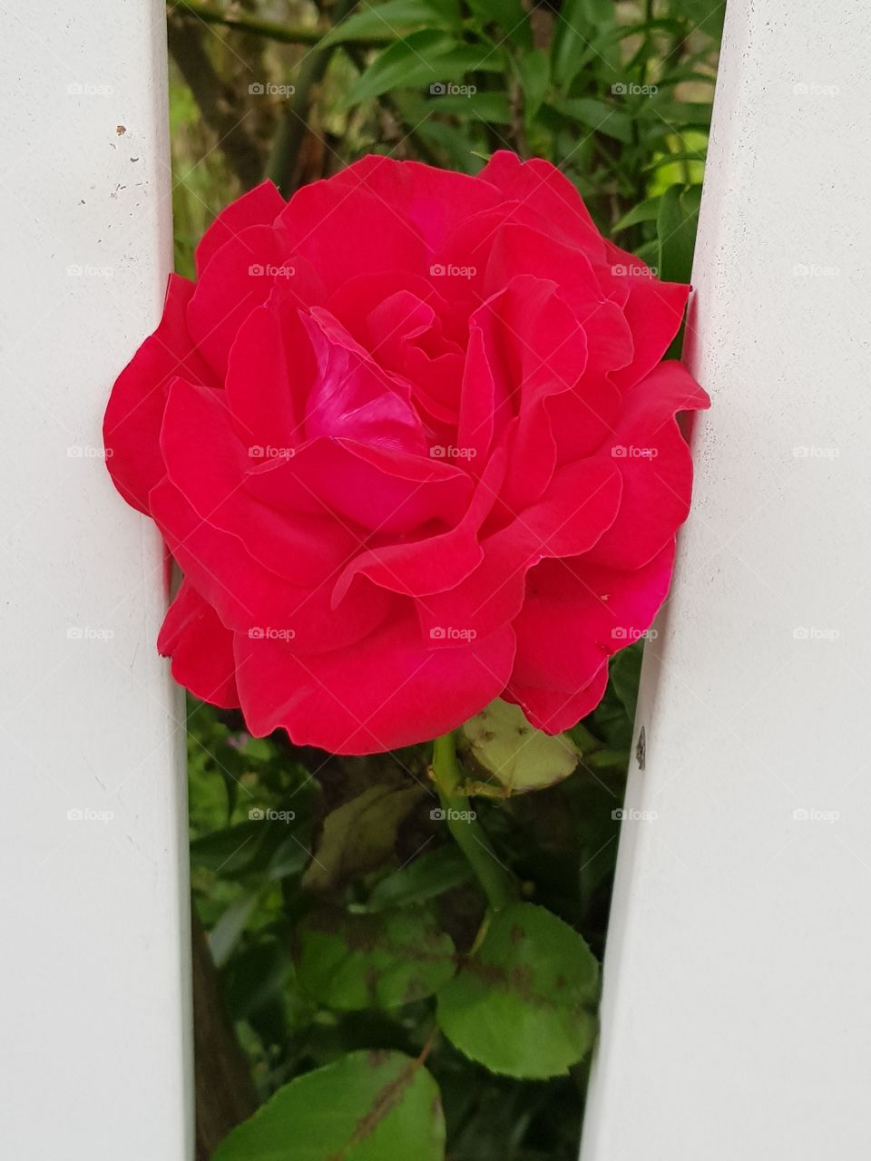 a red rose