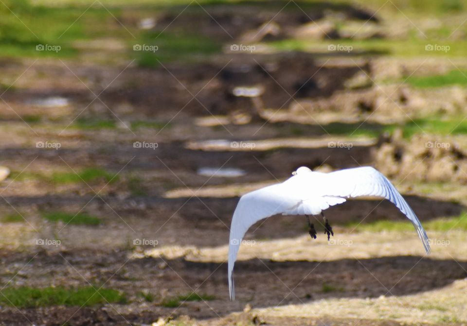 white bird in flight