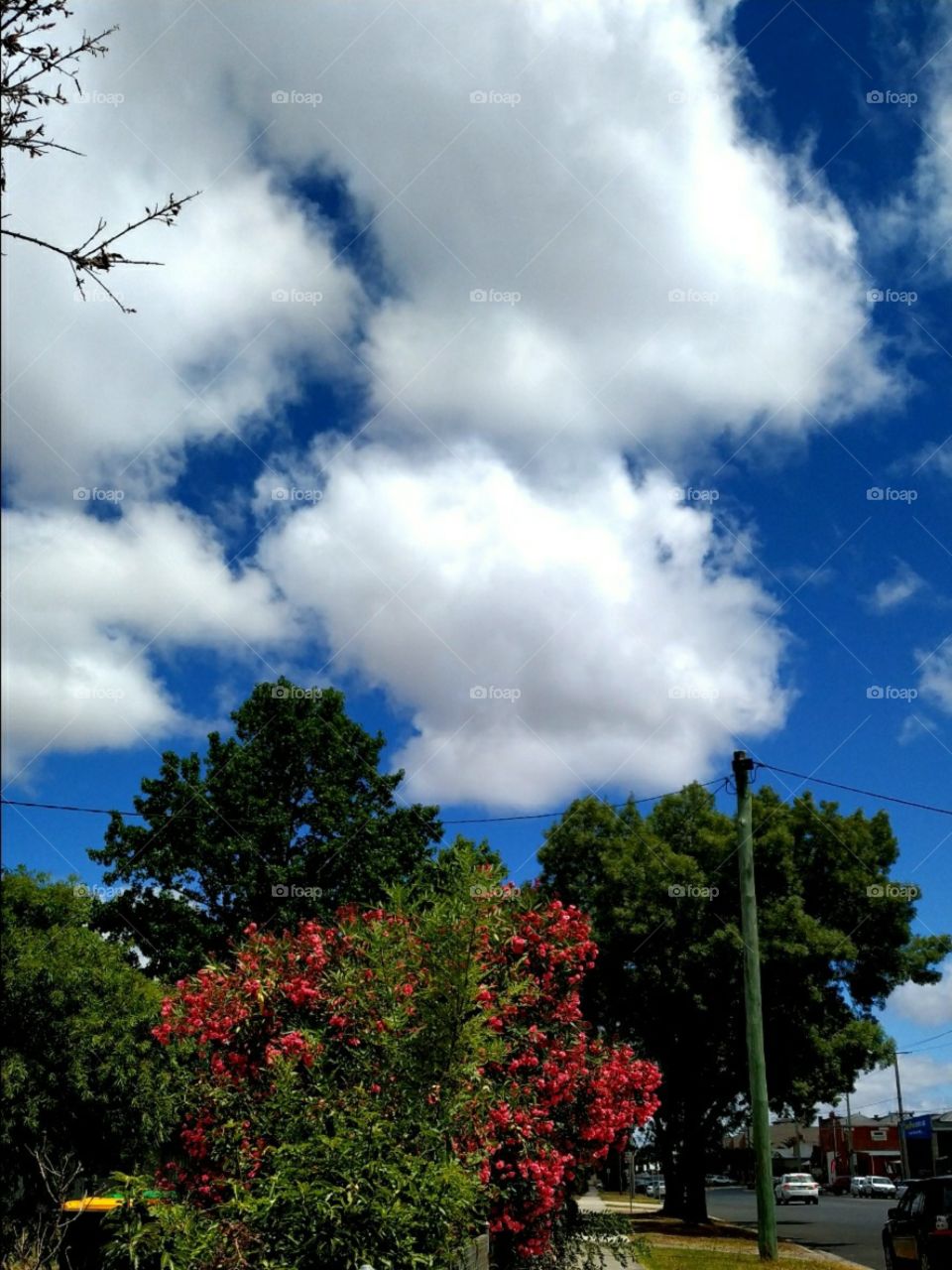 As we were having an arvo walk today, saw the beautiful sky and nature.. 😍