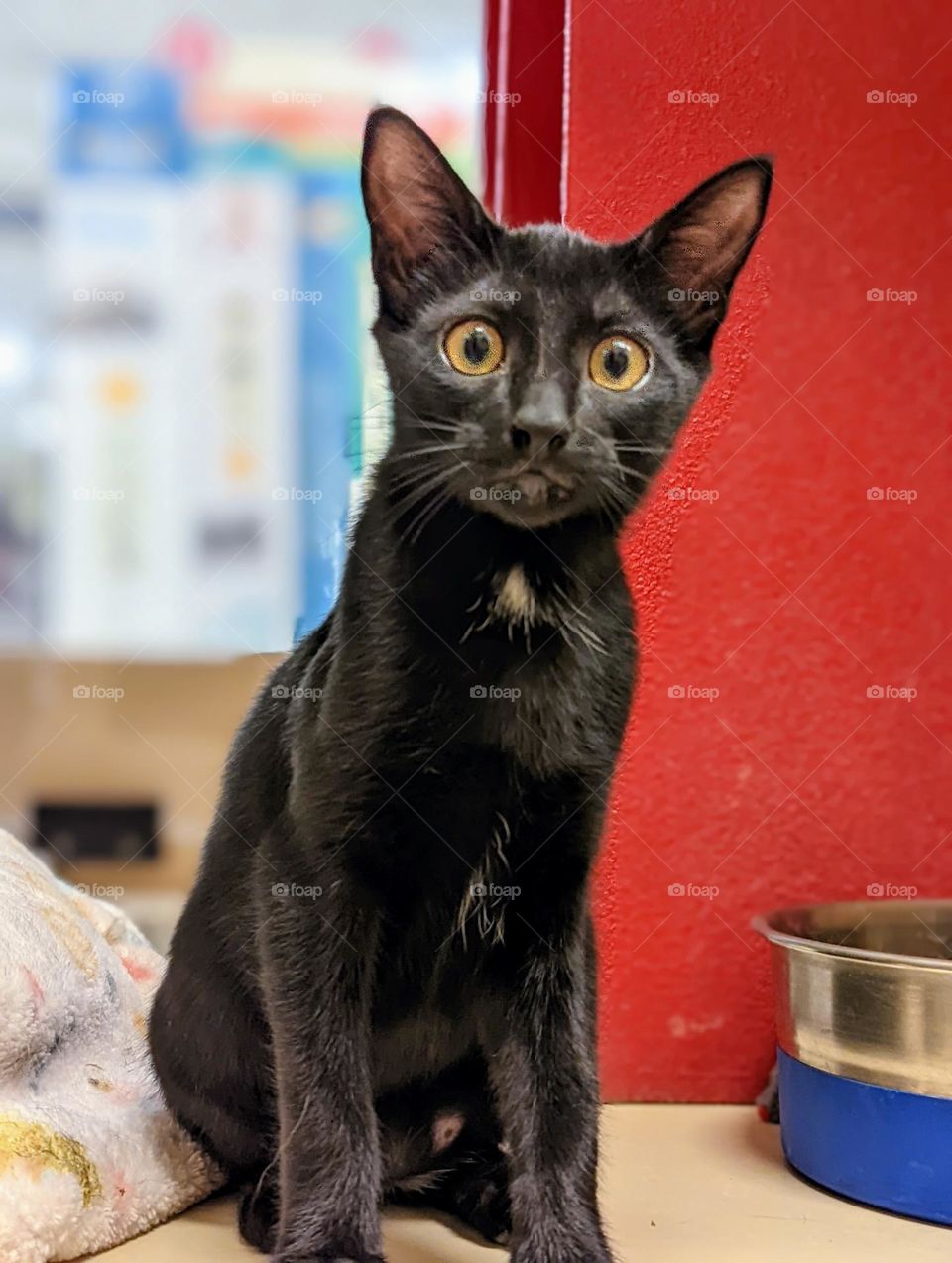 Every day is Caturday