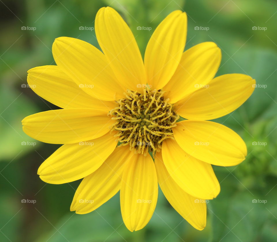 Blooming Spring yellow flower in Florida