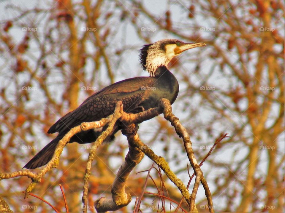 cormorant