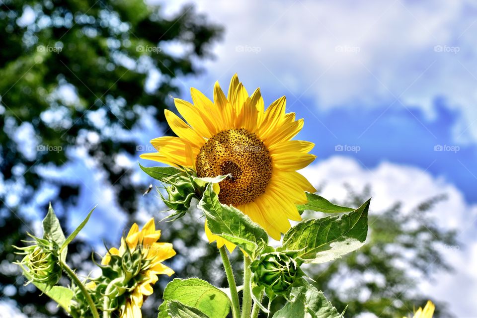 Yellow sunflower and sky