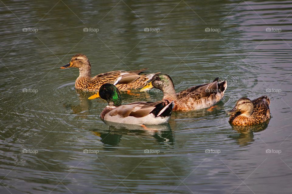 Wild ducks