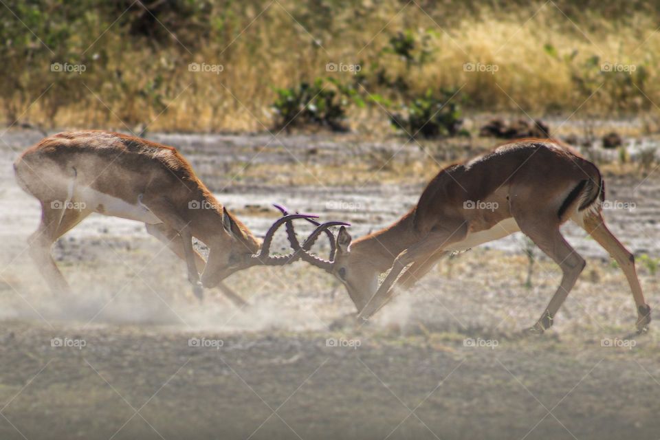 Buck locking horns (Botswana)