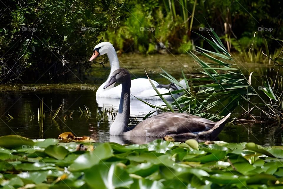 Delta Dunării, România