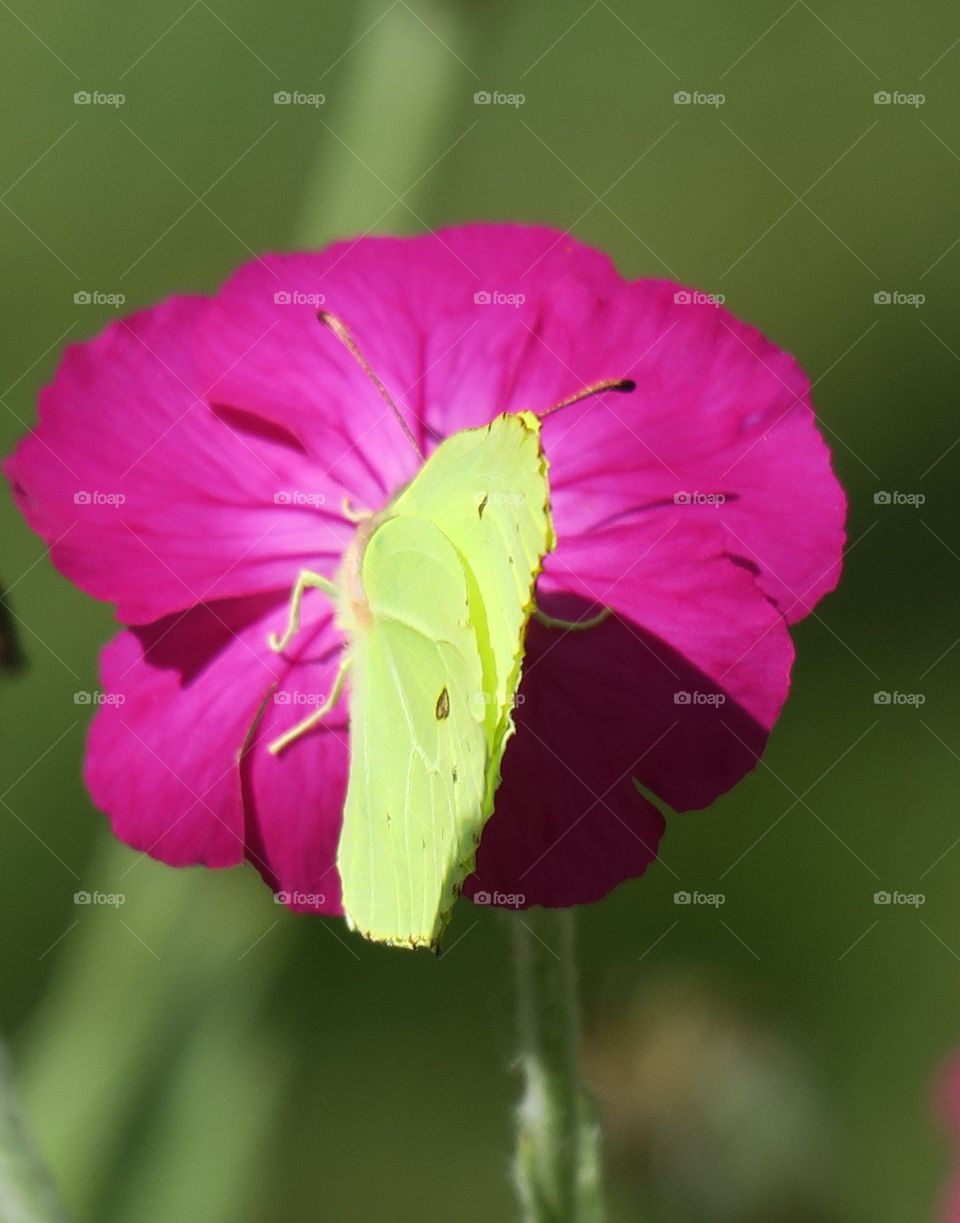 Birmstone on silent coronia 