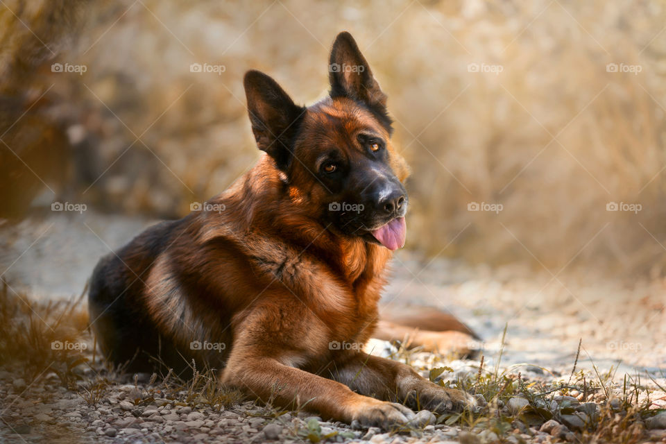 German shepherd dog portrait at autumn park