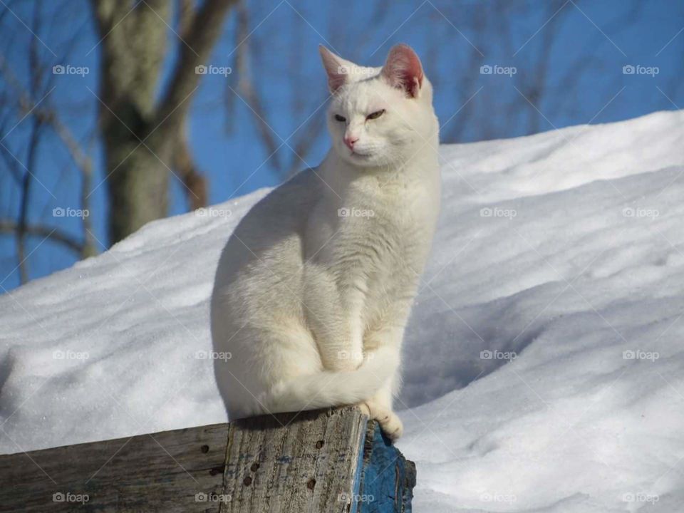 snow cat